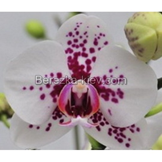 Орхидея 1 ветка (Taida-Cat)